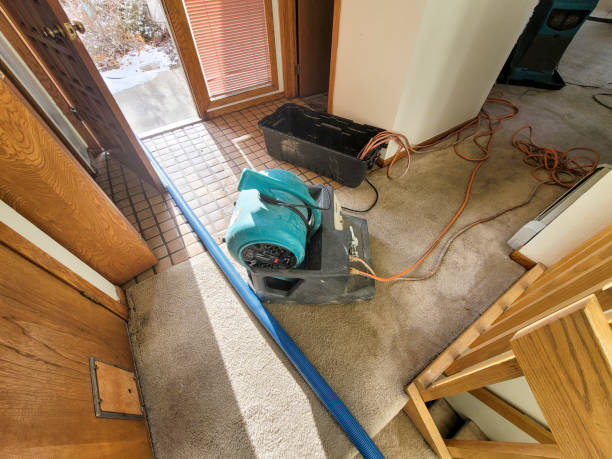 Best Professional water damage repair  in Nolanville, TX